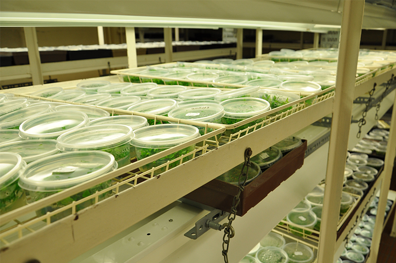 in vitro Aquarienpflanzen